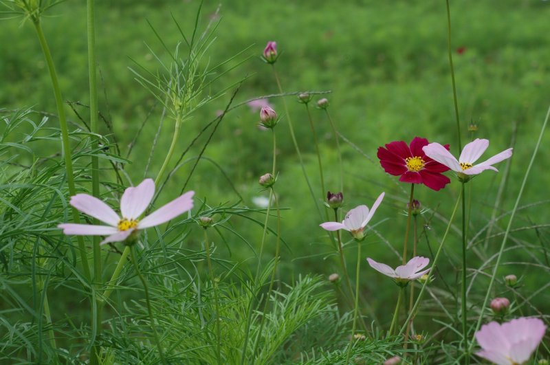 <p>Cosmos flowers start blooming after the spider lily.</p>
