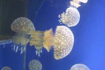 Nagoya Port Aquarium
