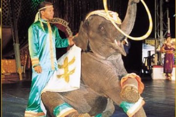 <p>The smart and friendly elephant entertaining its audience.</p>