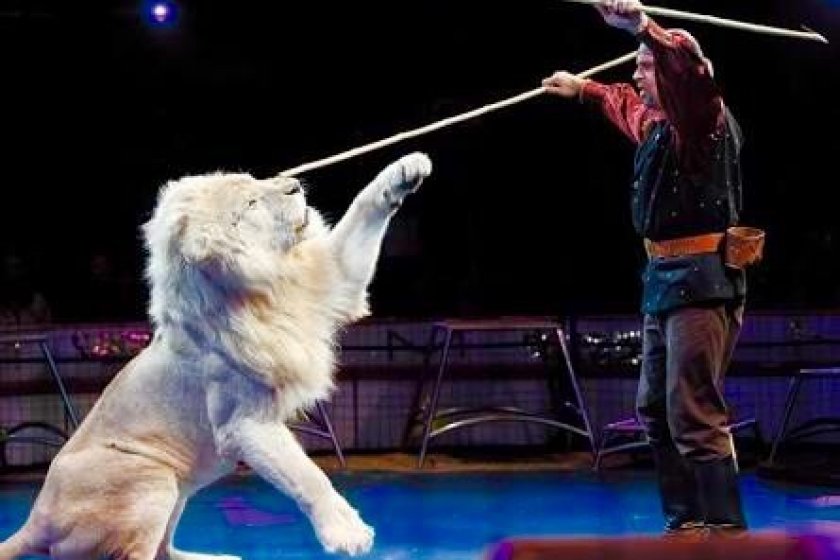 Singa putih dan pelatih singa menampilkan sejumlah trik yang mendebarkan.