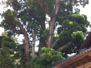 Old cedar tree towering over Gion-ji Temple