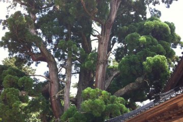 Old cedar tree towering over Gion-ji Temple