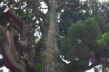 You could probably get about 10 people holding hand to hand round the cedar tree at Gion-ji Temple
