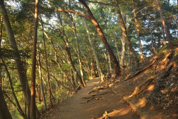 <p>Sunlight filters through the trees and creates a wonderful picture on Trail 4</p>
