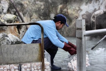 Workers constantly add fresh eggs to the sulfuric water. Crate upon crate are dipped in the hot springs.