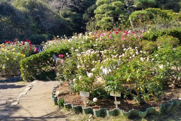 <p>가마쿠라 문학관의 장미 정원.</p>