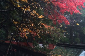 <p>Changing leaves at Nikko Shrine.</p>