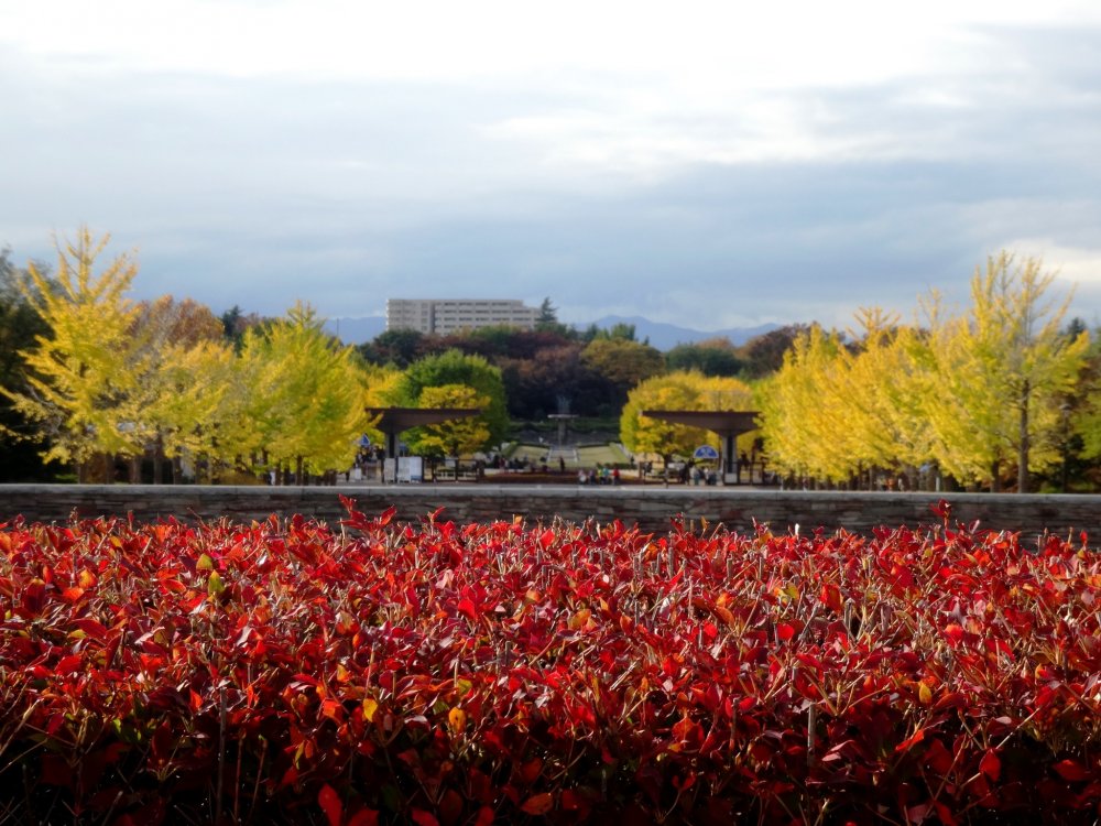A fiery red bush gives way to a row of golden gingkos