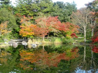 Maples are reflected in the garden pond