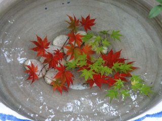 Leaves left in a water basin