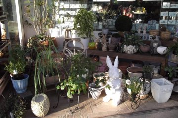 Biotope Garden Flower Shop
