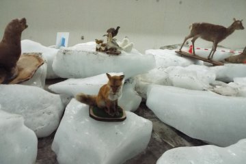 <p>Inside the Ice Museum at the gift shop at Cape Soy</p>
