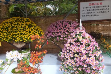 <p>Varieties of Chrysanthemum plants.Its really awesome!</p>
