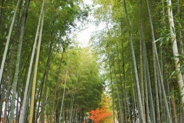 <p>This bamboo grove is a short five minute walk from the ryokan</p>
