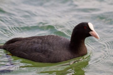 The Eurasian Coot is a common visitor