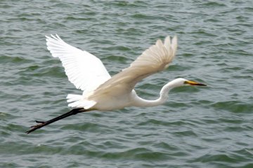 A Great Egret takes off from the shoreline