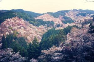 ภูเขาโยชิโนะ ในนารา ไปชมดอกซากุระที่นี่อาจจะทำให้คุณเพ้อถึงบทกลอนไฮกุ 
