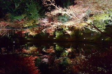 <p>I couldn&#39;t get over how beautiful this pond/pool was with the illumination. It almost looked too perfect</p>
