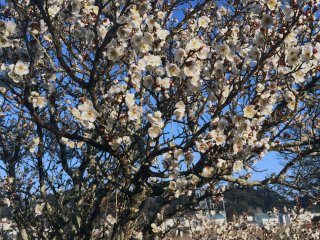 Pohon plum di Chiba