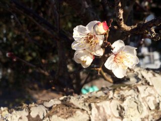 I found blossoms in 4 spots on my morning walk.