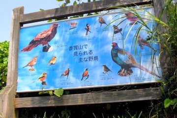 Meet all these birds in person here in Mt. Kanuki. Don't forget to get their autographs!