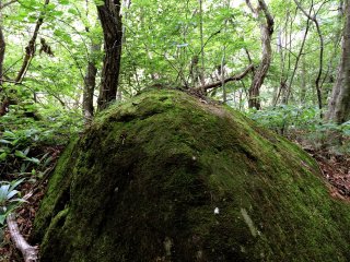 Large mossy rocks are scattered among the trees beside the trail to the waterfalls