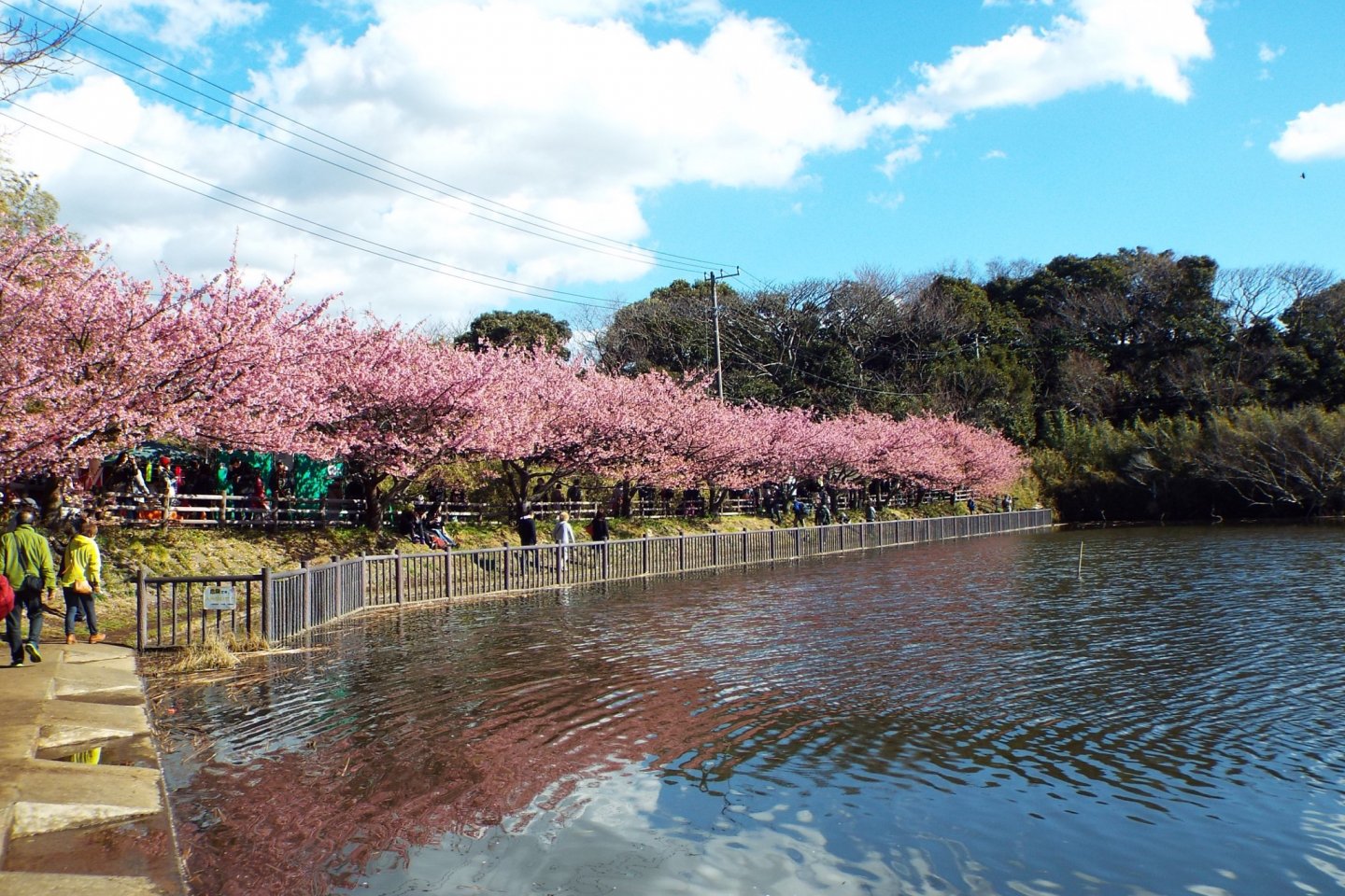 L\'étang de Miura-Kaigan