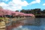 Miura Peninsula Cherry Blossoms