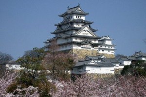 Himeji Castle with sakura