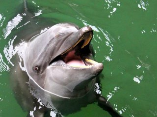 "Look at Me! Look at Me!" said Flipper's long lost cousin.