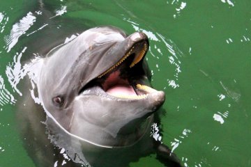 "Look at Me! Look at Me!" said Flipper's long lost cousin.
