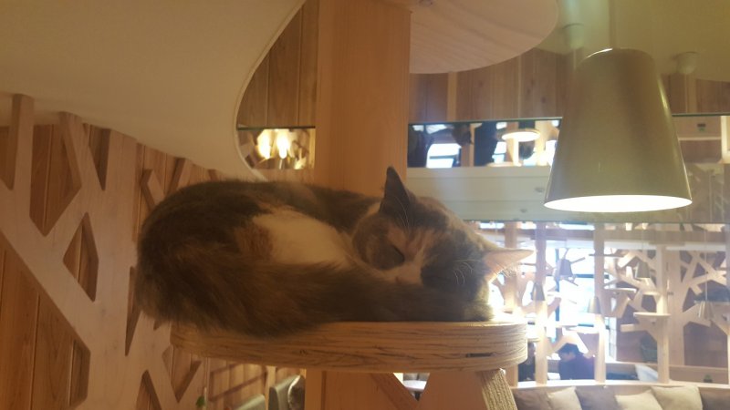 The cafe is full of shelves for the cats to lounge on