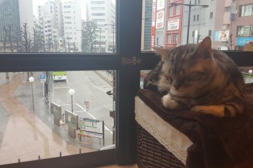 Just sitting in a window on a rainy day