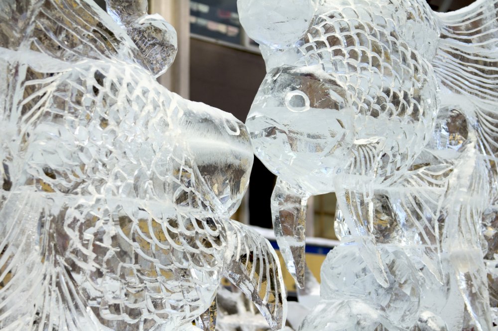 Estes peixes quase se beijam nesta escultura de gelo