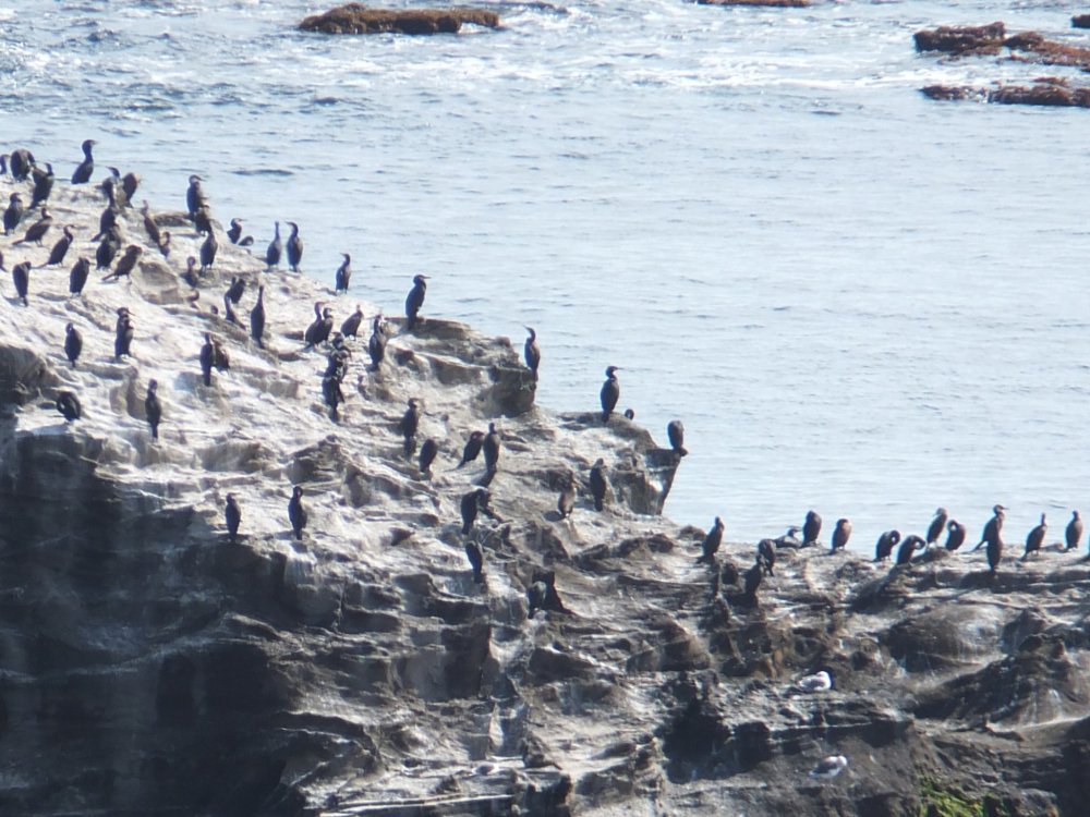 Cormorants and Herons on cliff