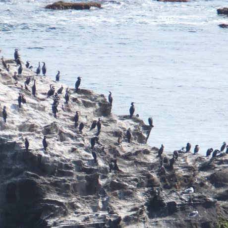The Cormorants of Jogashima Island 