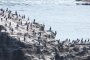 The Cormorants of Jogashima Island 