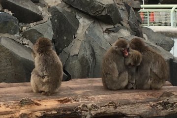 Japanese macaques on display at Joyama Zoo