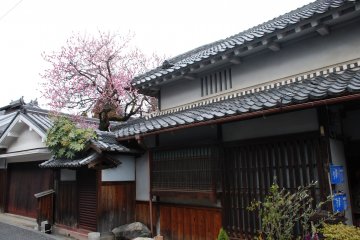 There was some trees in bloom with plum flowers.