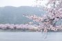 Cerisiers en Fleurs au Kintai-kyo