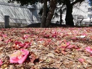 Fallen camellia in front of the museum