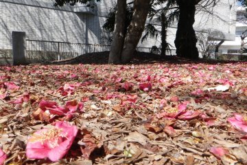 Fallen camellia in front of the museum