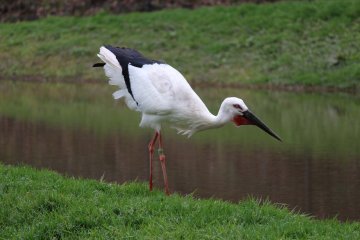 The Homeland for the Oriental White Stork is focused on breeding and revitalizing the once completely lost stork population