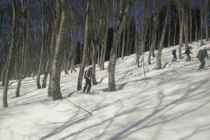 Skiing through a beech forest