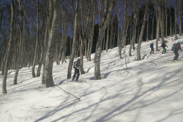 Skiing through a beech forest
