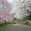 Sakura di Hitsujiyama Park, Saitama