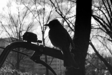 While I was sitting on a bench, this little birdie accompanied me as it sat on my bike's handle. Sweet! (photo effect: black and white)