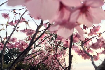 벚꽃 나무 몇 그루는 3월달에 일찍 피었다