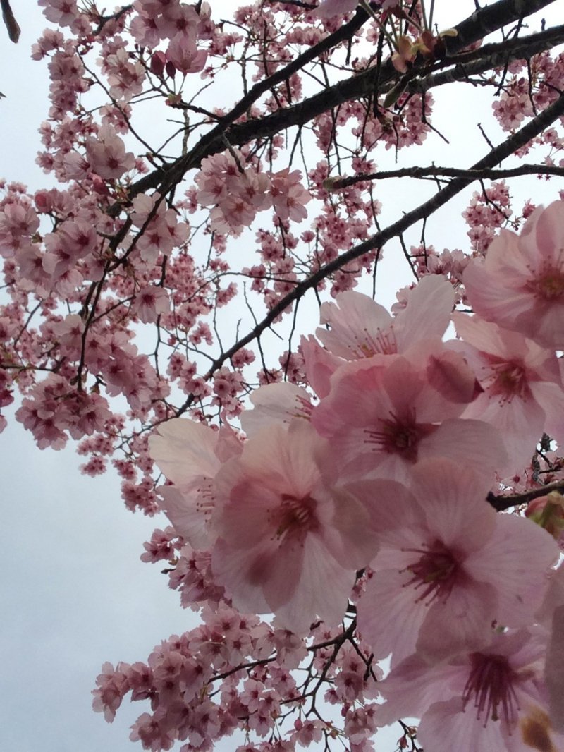 Sakura blossoms can be several shades of pink as well as white.