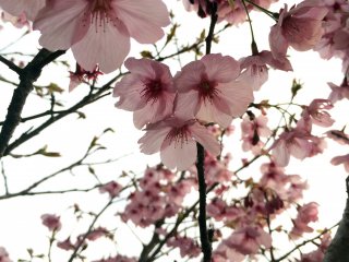 치바 소사 시의 벚꽃들